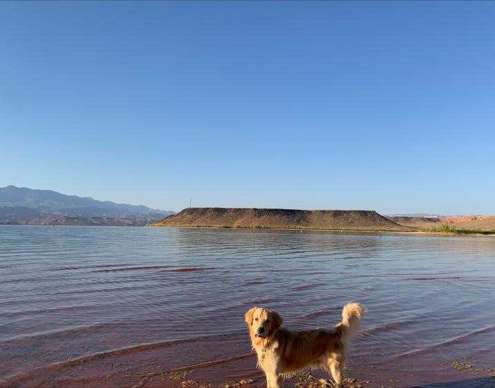 Photo of a dog standing in front of a lake